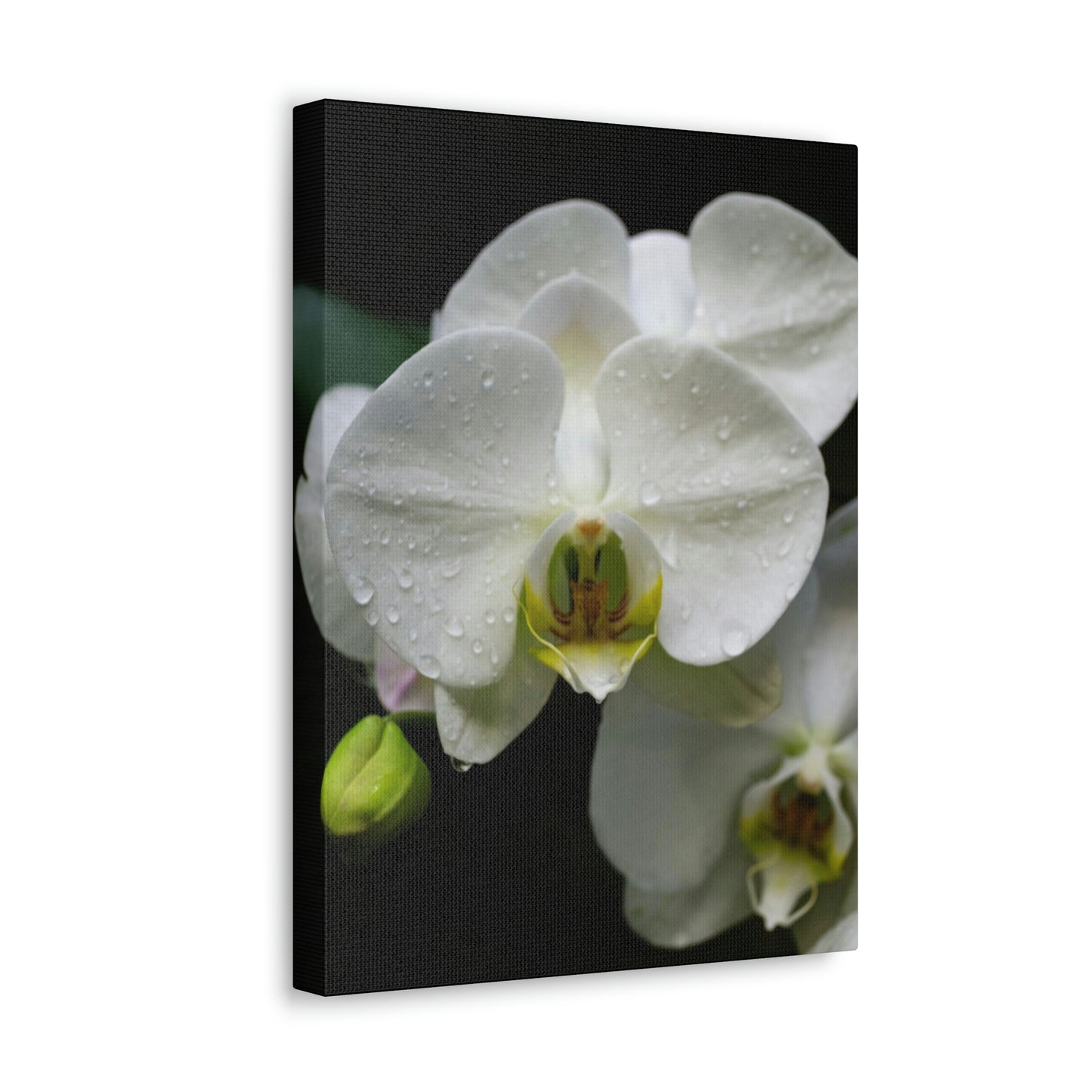 Orchid in the dark Canvas Gallery Wraps