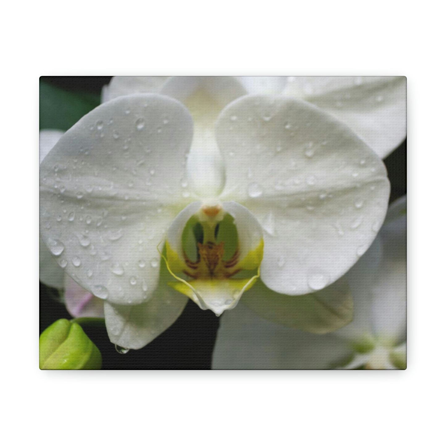 Orchid in the dark Canvas Gallery Wraps