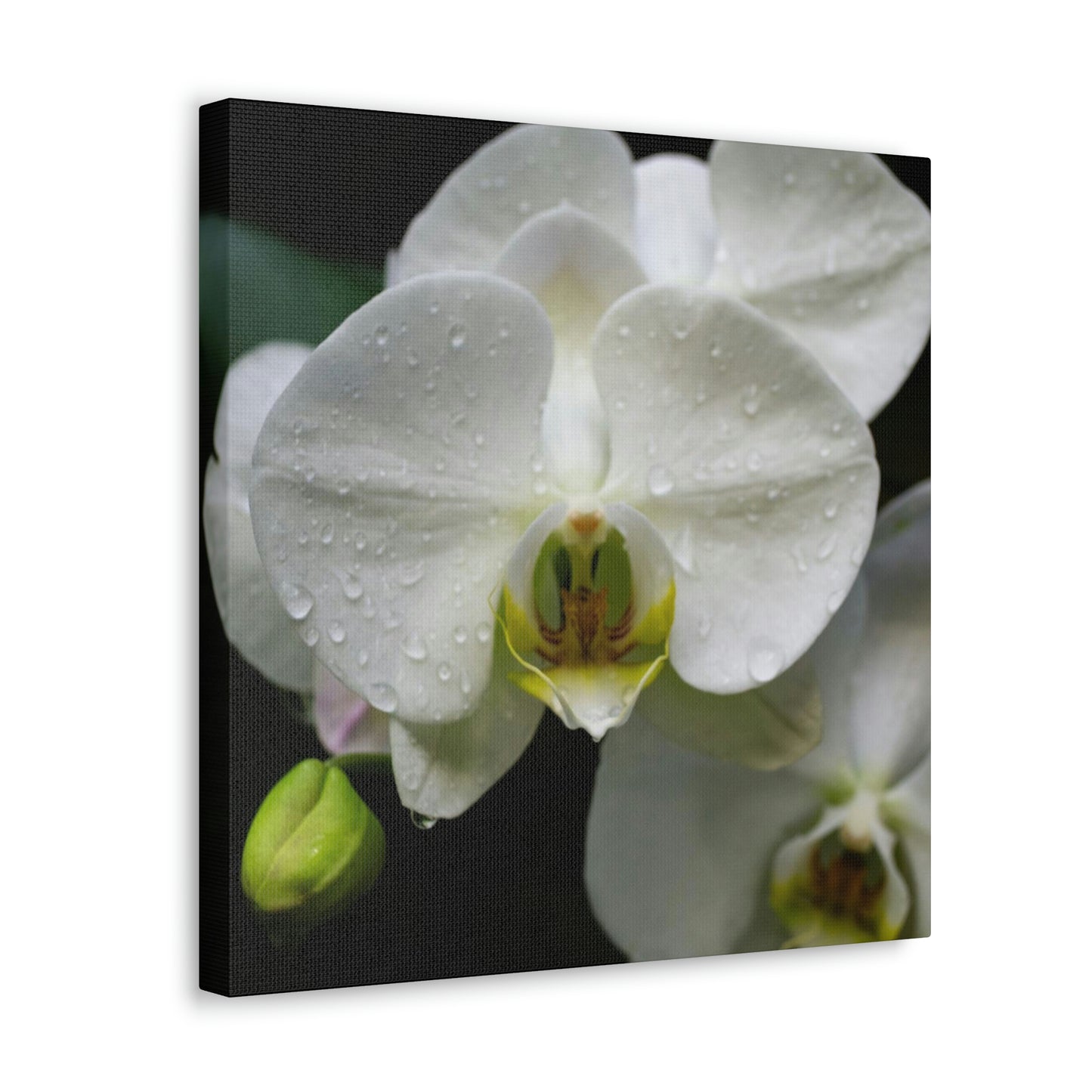 Orchid in the dark Canvas Gallery Wraps