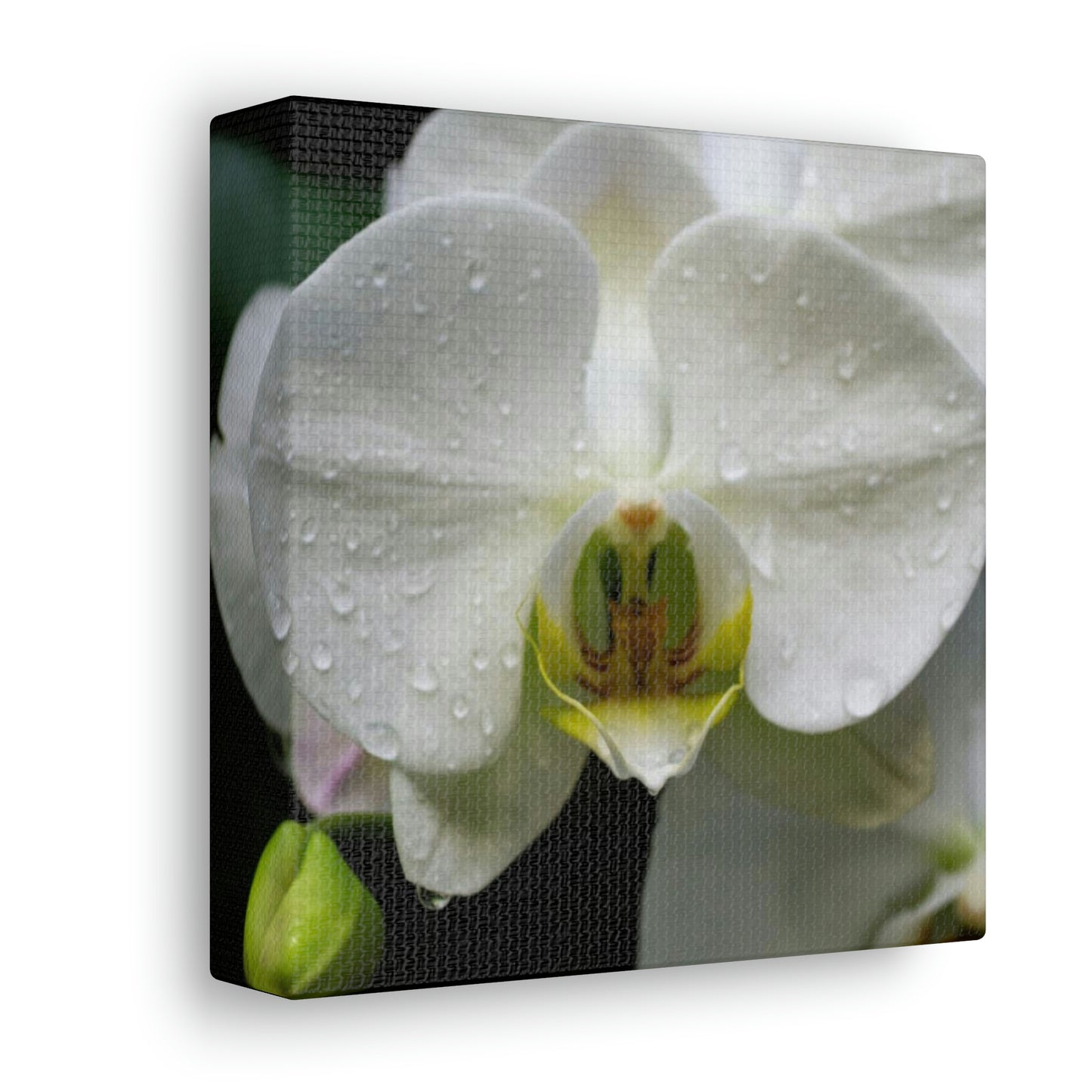 Orchid in the dark Canvas Gallery Wraps