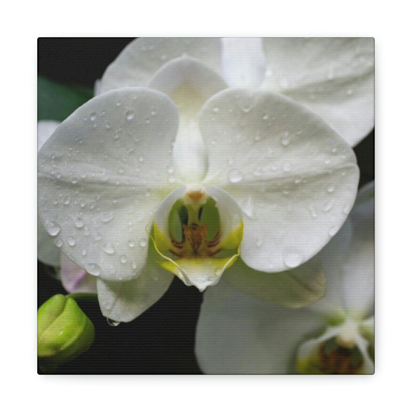 Orchid in the dark Canvas Gallery Wraps