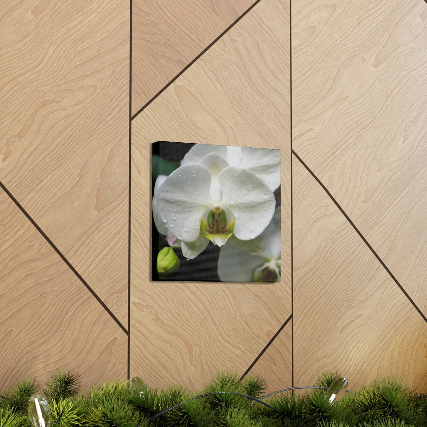 Orchid in the dark Canvas Gallery Wraps