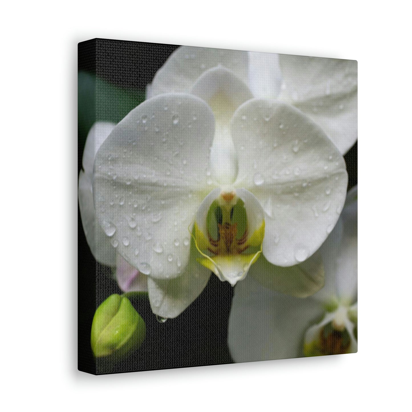 Orchid in the dark Canvas Gallery Wraps