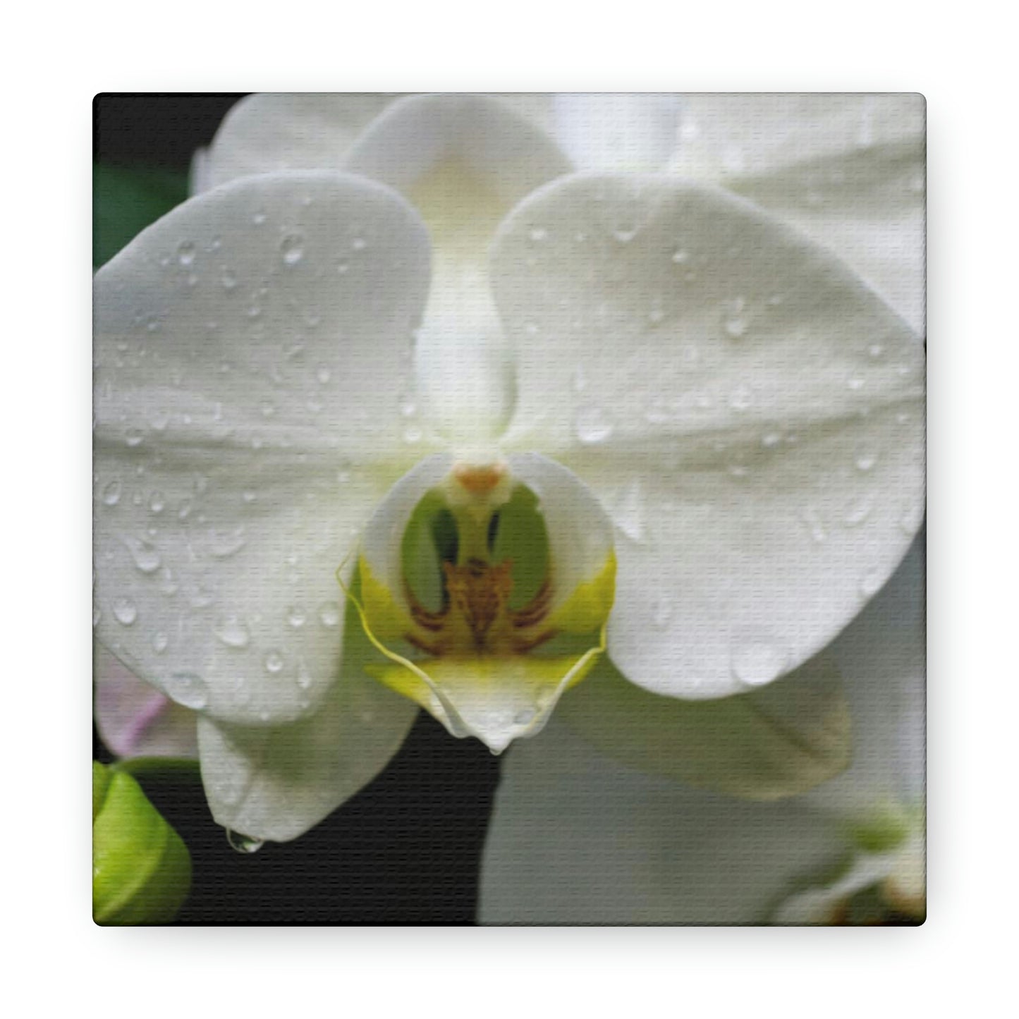 Orchid in the dark Canvas Gallery Wraps