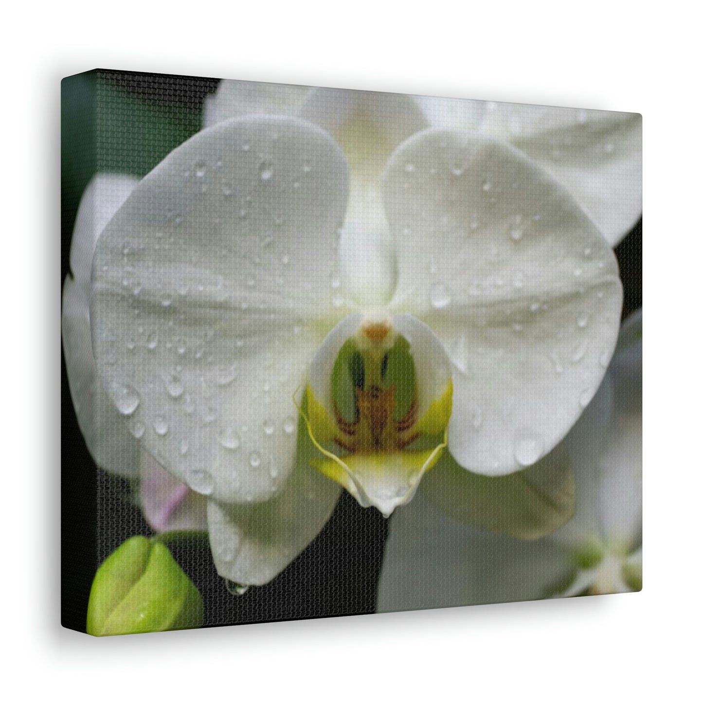 Orchid in the dark Canvas Gallery Wraps