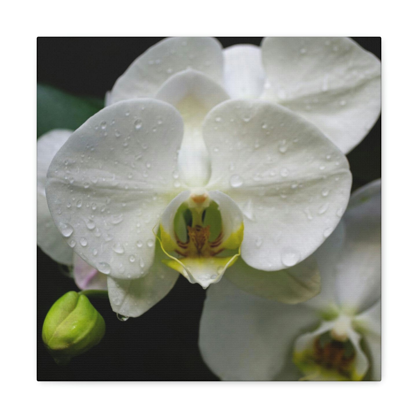 Orchid in the dark Canvas Gallery Wraps