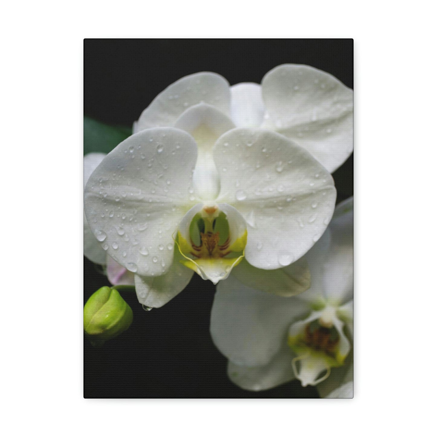 Orchid in the dark Canvas Gallery Wraps